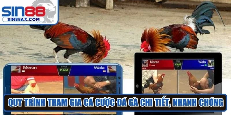 Quy trình tham gia cá cược đá gà chi tiết, nhanh chóng tại SIN88