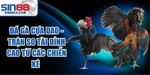 Đá Gà Cựa Dao