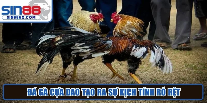 Đá gà cựa dao tạo ra sự kịch tính rõ rệt trong từng pha ra đòn