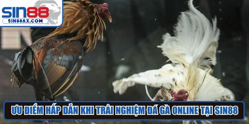 Ưu điểm hấp dẫn khi trải nghiệm đá gà online tại SIN88