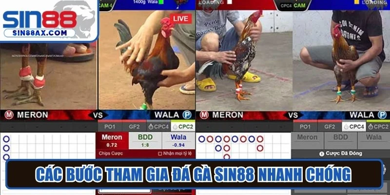 Các bước tham gia Đá gà SIN88 nhanh chóng cho game thủ