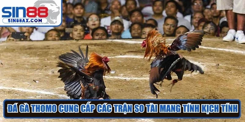 Đá gà Thomo cung cấp các trận so tài mang tính kịch tính