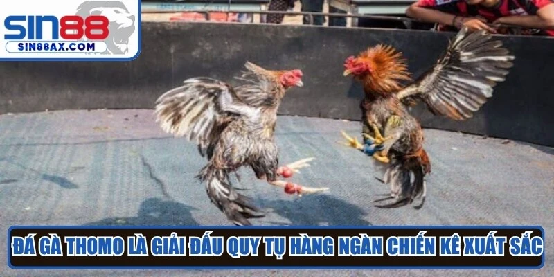 Đá gà Thomo là giải đấu quy tụ hàng ngàn chiến kê xuất sắc, cực hấp dẫn