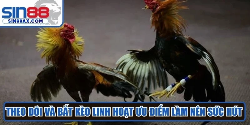 Theo dõi và bắt kèo linh hoạt ưu điểm làm nên sức hút của đá gà Thomo