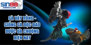 Gà Vảy Rồng