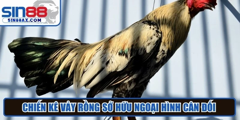 Chiến kê vảy rồng sở hữu ngoại hình cân đối và ấn tượng