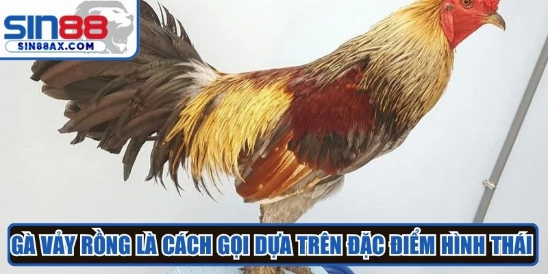 Gà vảy rồng là cách gọi dựa trên đặc điểm hình thái trên chân
