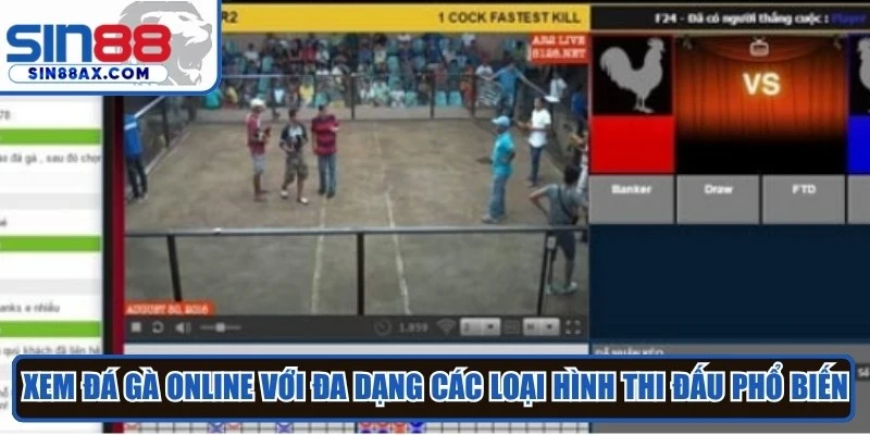 Xem đá gà online với đa dạng các loại hình thi đấu phổ biến