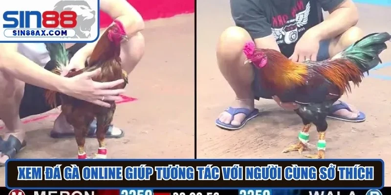 Xem đá gà online giúp tương tác cùng với những người cùng sở thích